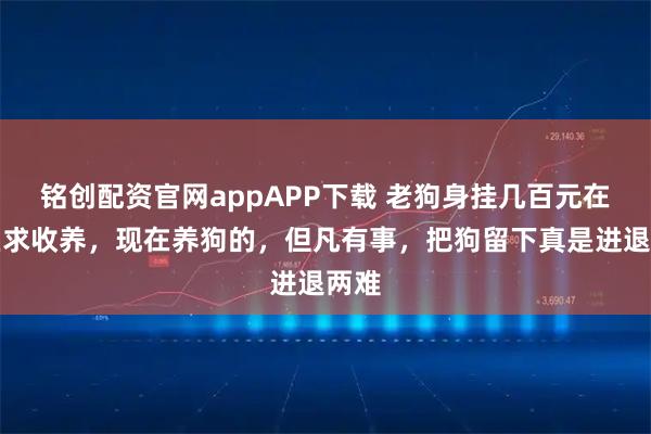 铭创配资官网appAPP下载 老狗身挂几百元在小区求收养，现在养狗的，但凡有事，把狗留下真是进退两难